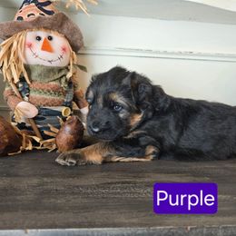 Purple Collar - Black and red female German Shepherd puppy in Sumner, Iowa from Vom Wilke Kennels