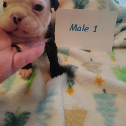 Male 1 - Black and white male Boston Terrier puppy in Headland, Alabama from Crystal Carlisle's Boston Terriers