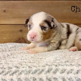 Chance - Blue merle male Australian Shepherd puppy in Kearney, Nebraska from Helix Aussies