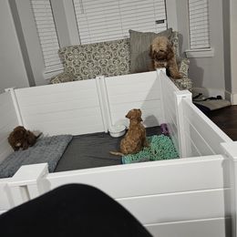 Cavapoo Puppies from Prince Pups