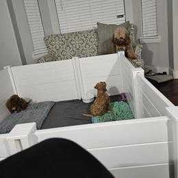 Cavapoo Puppies from Prince Pups