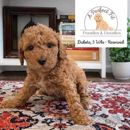 Dakota - Apricot male Goldendoodle puppy in Lake Charles, Louisiana from Perfect Fit Poodles & Doodles