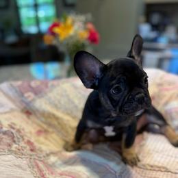 Blue collar boy - Black and tan male French Bulldog puppy in Golden, Missouri from Baxa Frenchie’s