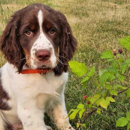 English Springer Spaniel Puppies from Poskin Lake Springer Spaniels