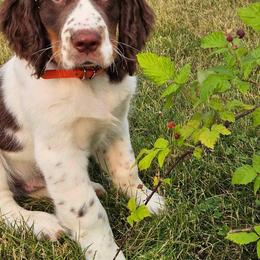 English Springer Spaniel Puppies from Poskin Lake Springer Spaniels