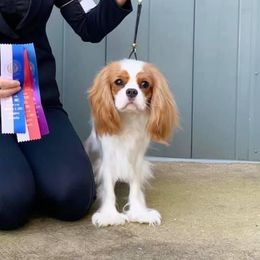 Cavalier King Charles Spaniels from Wrenwood Cavalier King Charles Spaniels