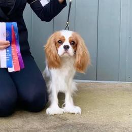 Cavalier King Charles Spaniels from Wrenwood Cavalier King Charles Spaniels