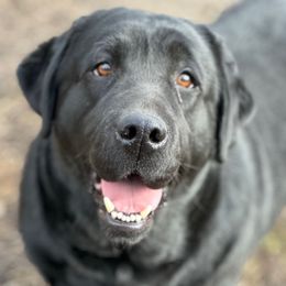 Melania - Black Labrador Retriever puppy in Saint Anne, Illinois from Firecrest Kennels