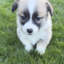 Pembroke Welsh Corgi Puppies from Grit Phillips