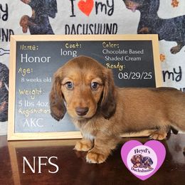 Honor - Cream female Dachshund puppy in Hoquiam, Washington from Heyd's Mini Dachshunds
