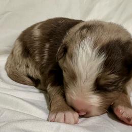 Red turquoise - Red merle male Australian Shepherd puppy in Lynnville, Indiana from Moonlightaussies