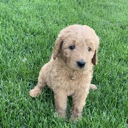 Goldendoodle and Other Puppies from Iowadoodles2love