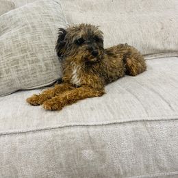 Bear - Cockapoo