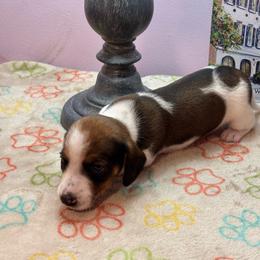 AKC Male 2600 - Red male Dachshund puppy in Summerville, South Carolina from Funk's Four-Legged Friends