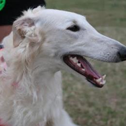 Borzois from Muse Borzoi