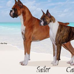 Boxers from Seas The Day