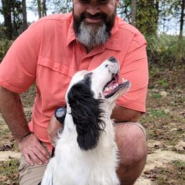 English Springer Spaniels from Satilla River Springers
