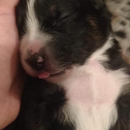 Australian Shepherd Puppies from Southern Boy Blues Aussies