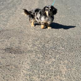 Stella Jolene - Dachshund