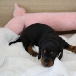 Dream - Black female Dachshund puppy in Jurupa Valley, California from Divine Doxies