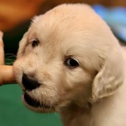 Girl 2 - female Golden Retriever puppy in Riverview, Florida from English Cream Goldens of Tampa Bay