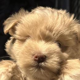 Miniature Schnauzers and Schnoodles from Stonewood Schnauzers