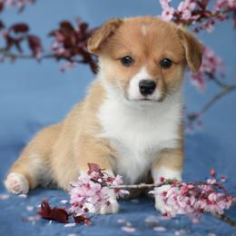 Miss Pink - White and red Pembroke Welsh Corgi puppy in Gig Harbor, Washington from Pacific Northwest Pembroke Welsh Corgis