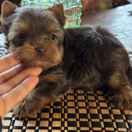 General - Chocolate and tan male Yorkshire Terrier puppy in Lafayette, Georgia from Berggipfel Yorkies