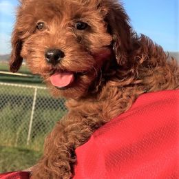 "Firecracker, Female, Available" Goldendoodle Puppies from OnlyGoldendoodles