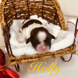 Holly - Red and white female Shih Tzu puppy in Vernon, New Jersey from Calta’s Cute Shih Tzu