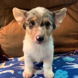 American Corgis from LightningJPCorgiRanch