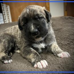 Dark Blue - Brindle male Anatolian Shepherd Dog puppy in Clark, Wyoming from Fyne Acres
