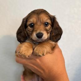 Ginger - Sable female Dachshund puppy in Ripon, California from Ripon Dachshunds