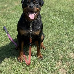 Zara - Rottweiler