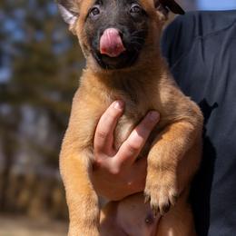 Patriot - Fawn male Belgian Malinois puppy in Lincoln, Nebraska from Nebraska K9