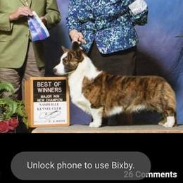 Snickers  - Cardigan Welsh Corgi
