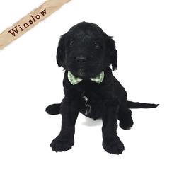 Winslow - Black and white male Bernedoodle puppy in Crawfordsville, Indiana from Winding Creek Ranch Doodles
