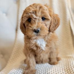 Stevie--Gray - Apricot male Cavapoo puppy in Twin Falls, Idaho from Magic Valley Family Doodles