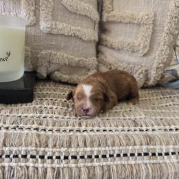 Lloyd - Red  male Goldendoodle puppy in Floyd, Virginia from Hearts and Paws Poodles and Doodles