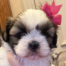 Angelina - Liver and white female Shih Tzu puppy in Frisco, Texas from My Royal Shih Tzu⚜️