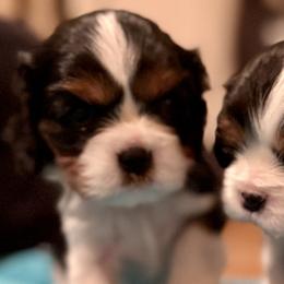 Cavalier King Charles Spaniels from Paradise Cavaliers