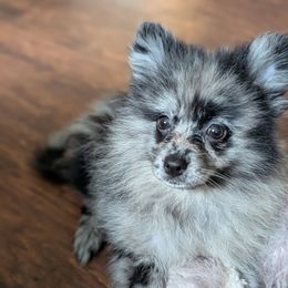 Luna - Throwback Blue Merle - Blue merle female Pomeranian puppy in Danielsville, Georgia from PassionatePomPoms