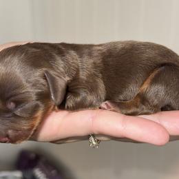 Gumbo - Chocolate and tan male Dachshund puppy in Augusta, Georgia from Cherokee Hill Dachshunds