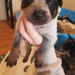 Australian Cattle Dog Puppies from LoveAHeeler