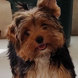 Yorkshire Terrier puppies from Cathy Burns