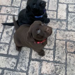 Labrador Retriever Puppies from Royal K Labradors