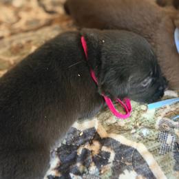Pink - Black female Labrador Retriever puppy in Millville, New Jersey from Creekside Canines