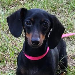 Dachshunds from Mbjs Miniature Dachshunds