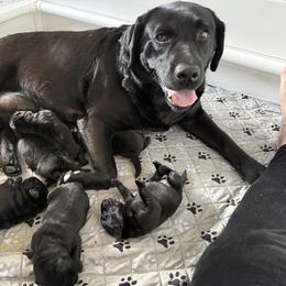 Girl 1 - Black female Labrador Retriever puppy in Ranchita, California from Pacific Crest Labradors