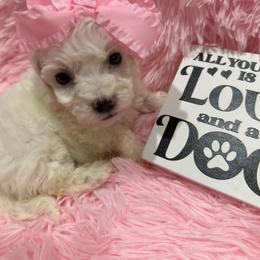 Coral - White female Maltipoo puppy in Apple Valley, California from Boujeepups